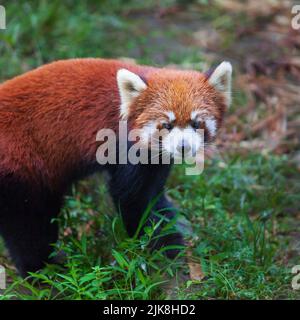 The Red Panda at the Panda Reserve in Chengdu, China, Asia. Stock Photo