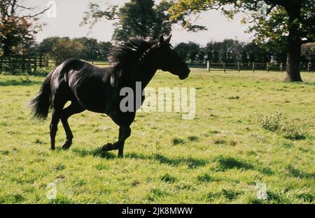 Original Film Title: BLACK BEAUTY. English Title: BLACK BEAUTY