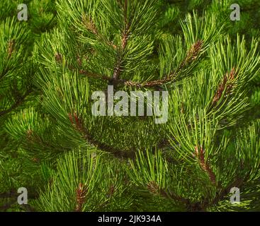 Ponderosa Pine tree branches Stock Photo