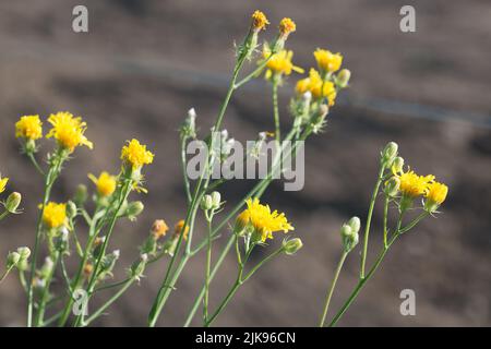 Hieracium umbellatum, Canadian hawkweed summer yellow flowers closeup selective focus Stock Photo
