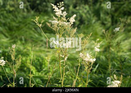 Filipendula ulmaria, meadowsweet white seummer flowers closeup Stock Photo