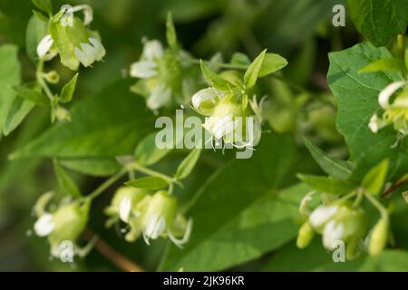 Silene baccifera, Berry catchfly white flowers closeup selective focus Stock Photo