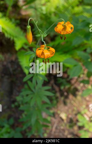 Oregon Lily (Lilium Columbianum) in the Cascade Mountains of Oregon. Shot near Mt Hood, Oregon. Stock Photo