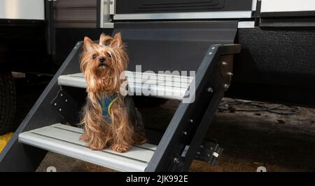 Small dog on an RV's steps at a campsite Stock Photo