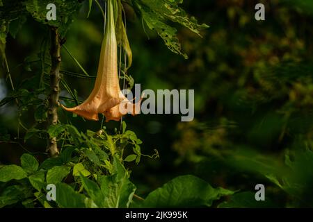 The flowers of the Datura Metel plant that are in bloom are a combination of ivory and orange, growing in the yard for decoration Stock Photo