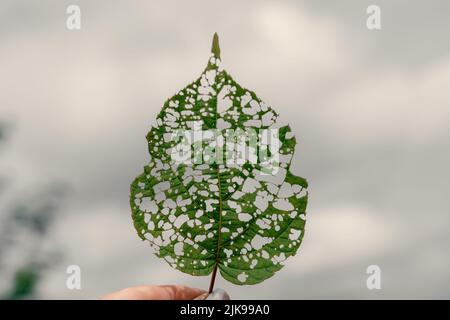 isolated image of an actinidia leaf with holes eaten by caterpillars. High quality photo Stock Photo