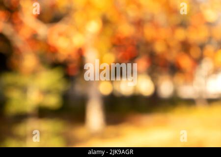 autumn trees out of focus, natural bokeh background Stock Photo