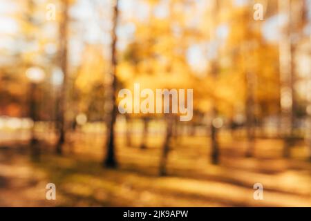 autumn trees out of focus, natural bokeh background Stock Photo