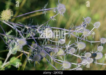 Eryngium planum, blue eryngo summer flowers closeup selective focus Stock Photo