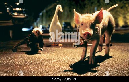 Tug, Ferdinand & Babe Film: Babe: Pig In The City (AUS 1998)   Director: George Miller 25 November 1998   **WARNING** This Photograph is for editorial use only and is the copyright of KENNEDY MILLER PRODUCTIONS and/or the Photographer assigned by the Film or Production Company and can only be reproduced by publications in conjunction with the promotion of the above Film. A Mandatory Credit To KENNEDY MILLER PRODUCTIONS is required. The Photographer should also be credited when known. No commercial use can be granted without written authority from the Film Company. Stock Photo