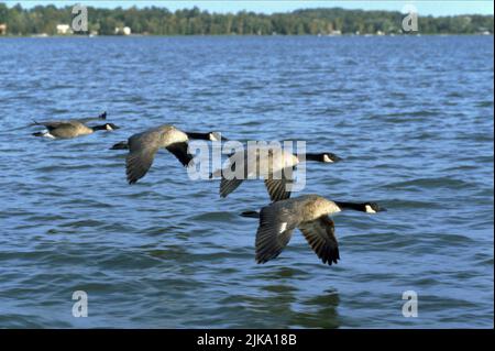 Geese Film: Fly Away Home (1996)   Director: Carroll Ballard 05 September 1996   **WARNING** This Photograph is for editorial use only and is the copyright of COLUMBIA and/or the Photographer assigned by the Film or Production Company and can only be reproduced by publications in conjunction with the promotion of the above Film. A Mandatory Credit To COLUMBIA is required. The Photographer should also be credited when known. No commercial use can be granted without written authority from the Film Company. Stock Photo