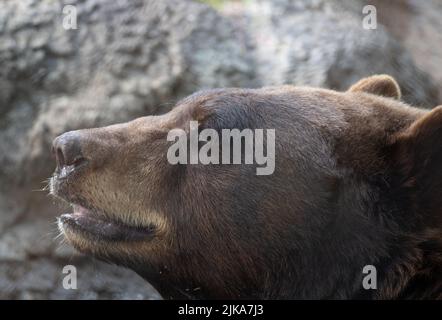 Extreme close up of the head of a captive American black bear, Ursus americanus. Photographed in the Houston Zoo in Texas. Stock Photo
