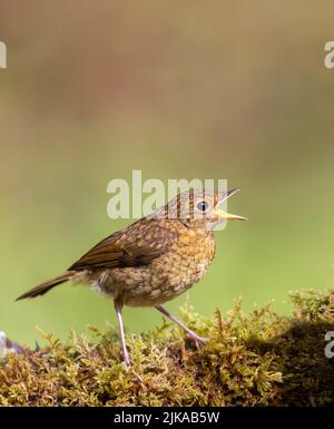 Juvenile Robin [ Erithacus rubecula ] on mossy stump Stock Photo