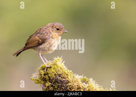 Juvenile Robin [ Erithacus rubecula ] on mossy stump Stock Photo