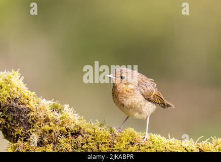 Juvenile Robin [ Erithacus rubecula ] on mossy branch Stock Photo