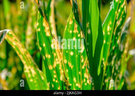 Burned corn leaves on farm Stock Photo
