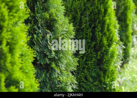 Thuja  shrubs growing in a row in a garden, decorative cultivar photo background with selective focus Stock Photo