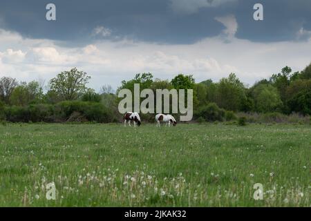 Two horses graze in pasture on cloudy day, horses in free range Stock Photo