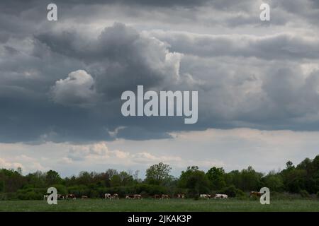 Small cows graze in pasture under huge clouds, cattle herd in free range on overcast day Stock Photo