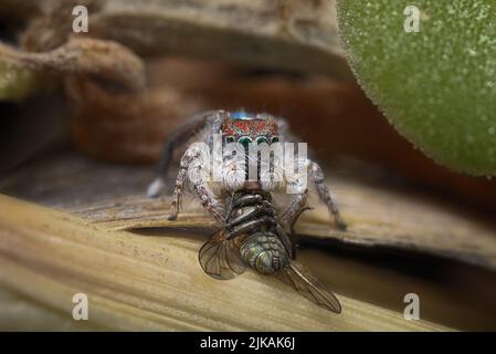 Male peacock spider (Maratus speciosus AKA the Coastal Peacock spider) eating a fly photographed in the wild. Stock Photo