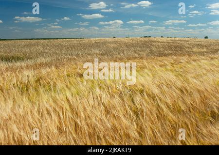 Barley field and small white clouds against the blue sky, sunny summer rural view Stock Photo