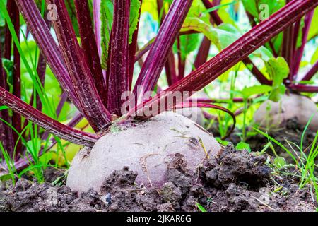 Beet. Root crop in the ground close-up. Home vegetable growing Stock Photo