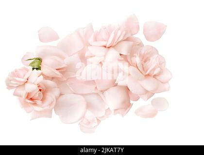 Pale pink rose on white background with petals, closeup texture of rose petals Stock Photo