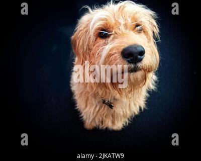 Labradoodle bog Stock Photo