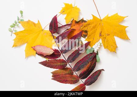 nature theme autumn background yellow red leaves Stock Photo