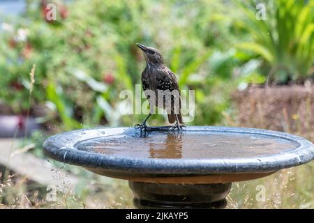 A starling on a bird bath having a drink of water, England, UK Stock Photo