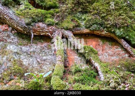red sandstone wall with green lush moss and tree roots. Stock Photo