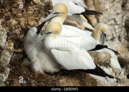 The chalk cliffs at Bempton RSPB reserve on the Yorkshire coast is the only mainland nesting site for these large and spectacular seabirds. Stock Photo