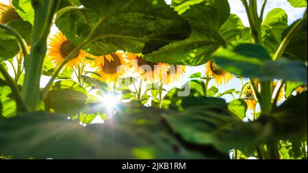 Sunflower field on a sunny summer day. Panorama of blooming yellow flowers against a blue sky background. Eco cultivation. Large flowers. Stock Photo