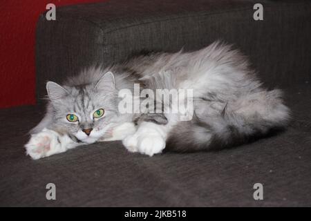 Siberian cat lying on the sofa Stock Photo