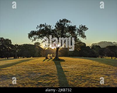 sunset over a tree with people under it having a picnic Stock Photo