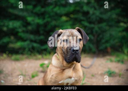 portrait of a mastiff Stock Photo