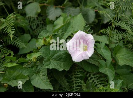 Hairy Bindweed: Calystegia pulchra. Devon, UK Stock Photo