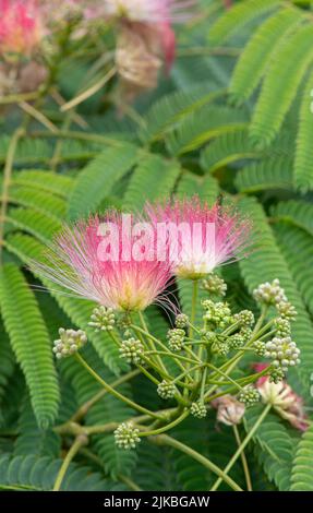 Powder Puff Plant: Calliandra sp. Stock Photo