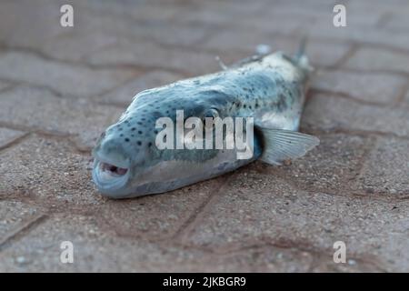 Selective focus on eyes and head of puffer fish. (Lagocephalus sceleratus, silver-cheeked toadfish, or Sennin-fugu is an extremely poisonous marine bo Stock Photo