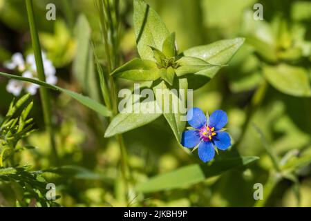 Lysimachia foemina, Poor mans weatherglass Plant in Flower Stock Photo