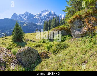 The Bernese alps with the Jungfrau, Monch and Eiger peaks over the alps meadows. Stock Photo