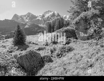 The Bernese alps with the Jungfrau, Monch and Eiger peaks over the alps meadows. Stock Photo