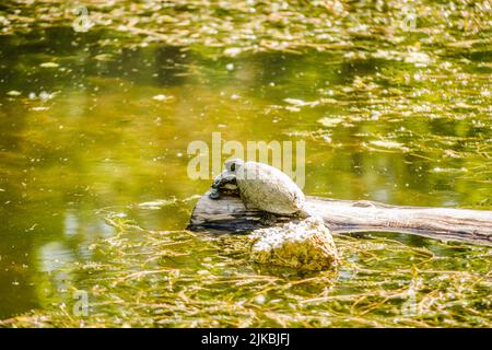Two pond turtles standing on a tree floating on the water and sunbathing. Stock Photo