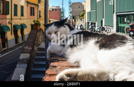 Portrait of 'Seppia', a cat became famous for appearing (in cartoon version) in the animated film 'Luca', produced by Disney-Pixar and set in Liguria Stock Photo