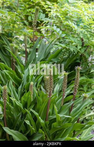 Eucomis 'Frank Lawley' (pineapple lily), flower spikes emerging from lush green basal foliage Stock Photo
