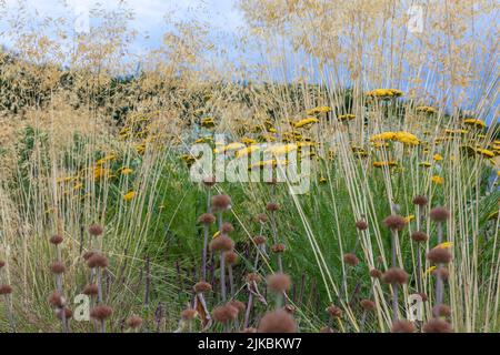 Achillea 'Coronation Gold' (yarrow) with Stipa gigantea, in a naturalistic planting scheme with purple and silvers, low evening light Stock Photo
