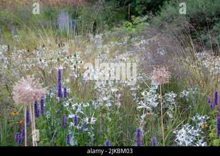 Eryngium giganteum 'Silver Ghost' with Agastache, Allium seedheads, Molinia, Stipa gigantea, herbaceous perennials planting scheme in a garden border Stock Photo