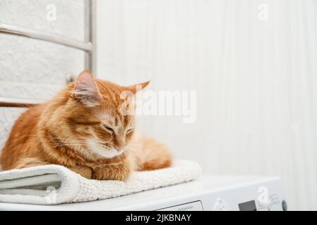 Cute ginger tabby cat sleeping on top of washing machine in bathroom closeup Stock Photo