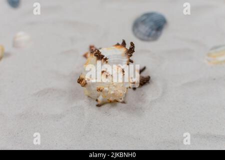 Seashell on the sand close up. Sea concept. Selective focus on seashells. Stock Photo