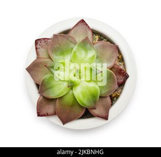 Succulent named echeveria in floverpot isolated on white, top view Stock Photo